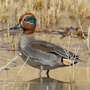 Common Teal